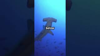 12 Fascinating Facts About Hammerhead Shark wildanimalfacts hammerheads fyp viralshorts [upl. by Hilleary]