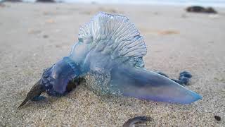 Bluebottle Jellyfish on North Auckland beach NZ [upl. by Livvi]