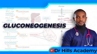 Metabolism  Gluconeogenesis amp Clinical Correlates [upl. by Irwinn85]