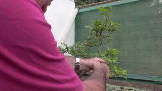 Pruning my brothers bonsai its a beech tree [upl. by Paget946]