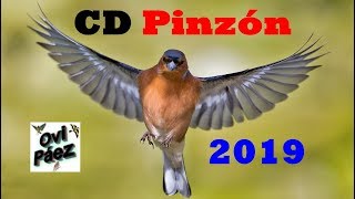 CD Pinzon Cantando 2019 [upl. by Hemminger895]