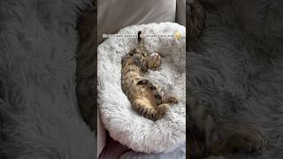 Sunny’s update with his new bed cute cat shorts asmr catlover [upl. by Odine]