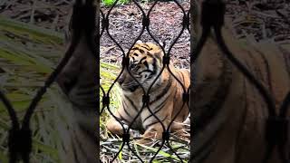 Majestic Tiger at Taronga Zoo Sydney  UpClose with the King of the Jungle shorts australia [upl. by Vaasta]