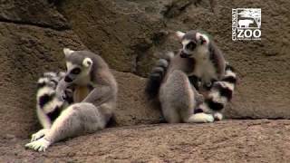 Three RingTailed Lemur Births in Three Days  Cincinnati Zoo [upl. by Araihc]