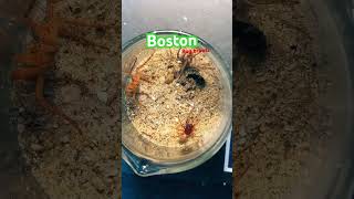 Spider fights Boston bug brawls viralvideo spiderfights fighting insects [upl. by Vinni666]