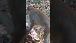 Ep405 Adorable Monkeys Play Hide and Seek For Treats in the Jungle [upl. by Seena]