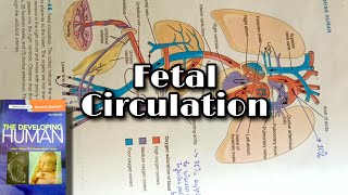 Fetal Circulation  Complete and easy explanation [upl. by Kaja400]