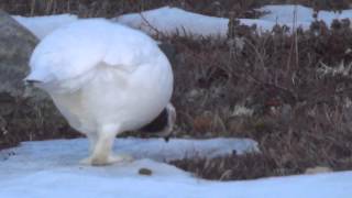 Willow Ptarmigan [upl. by Nyleuqaj]