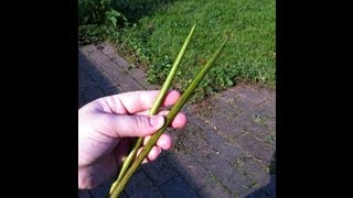 Knitting With Catalpa Tree Seed Pods [upl. by Charla]