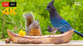 🔴 247 LIVE Cat TV for Cats to Watch 😺 Beautiful Birds and Squirrels 4K [upl. by Goda]