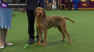 Wirehaired Vizslas  Breed Judging 2020 [upl. by Katti757]