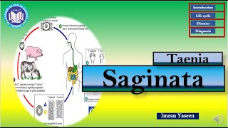 Taenia saginata beef tapeworm amp longest cestode  Parasitology  by Imran Yaseen [upl. by Adnilemreh]