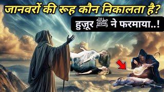 जानवरों की रूहे कहा चली जाती है  Janwaron Ki Rooh Kon Qabz Karta Hai TalaashEllm [upl. by Sheeree593]