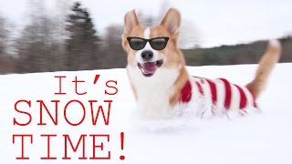 CORGI SNOWPLOW  Topi the Corgi [upl. by Wolf]