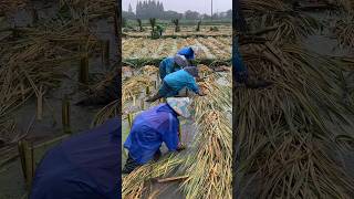 Water Bamboo Farming farming plants [upl. by Janean999]