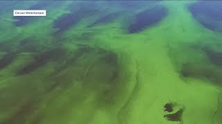 Bluegreen algae blooming on Lake Okeechobee [upl. by Aveer]