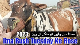 COW Mandi Lahore  sasta Mal kis din milta Hai  Sahiwal cholistani Bachre  Shahpur Kanjra Lahore [upl. by Drofxer]