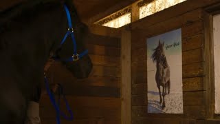 Prince Julius Friesian on his birthday a tribute to Queen Uniek friesian friesianhorse horses [upl. by Eannej700]