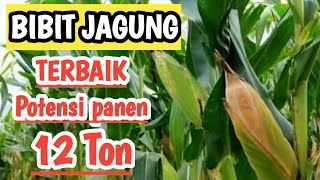 5 Bibit Jagung Terbaik Dengan Potensi Panen 12 Ton perhektar [upl. by Dorelle]