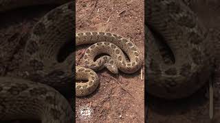 Angry Harmless Snake shorts snakes wildlife Africa [upl. by Jehiah567]