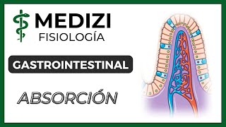 Clase 54 Fisiología Gastrointestinal  Absorción en el tubo digestivo IGdoctorpaiva [upl. by Anilatsyrc107]