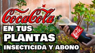 ¡INCREÍBLE INSECTICIDA y ABONO con COCACOLA Plantas y Huerto Urbano 🥤 Fungicida Pesticida Casero [upl. by Milson982]