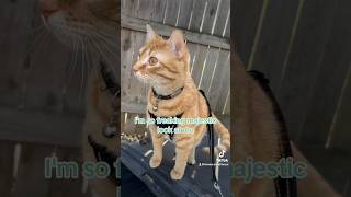 Spring Kitten cat vlog spring [upl. by Jaehne572]