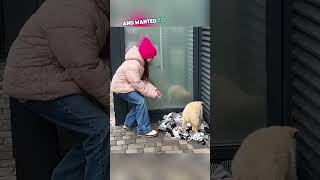 Smart dog fetches food for puppies 🥺 [upl. by Nesaj870]