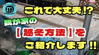 【越冬のやり方】いよいよ長い冬がやって来る！寒い地域の方は必見これで冬を乗り切ろう [upl. by Jeromy]