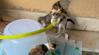 KITTENS TRYING TO CLIMB PIPE😍CUTELY AMAZING FIGHT♥️must watch🥰 [upl. by Ycram]