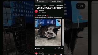 SAVESAVEAFOX saveafox [upl. by Akimed]