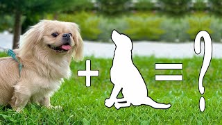 Top 10 Pekingese Mixes cross breeds  Pekingese Mixes [upl. by Nabla]