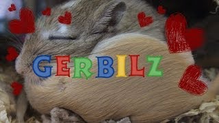 Keeping Male Gerbils Together [upl. by Htebazileyram]