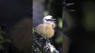 Hear the RedBreasted Nuthatch Calls [upl. by Eleanor147]