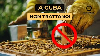 CUBA Api Europee SENZA TRATTAMENTI Svelato il Segreto Nascosto [upl. by Atsev394]