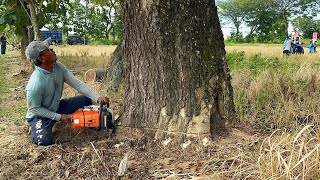 The Last Tree is the Hardest‼️ Cut Down 3 Old Trembesi Trees [upl. by Naujid]