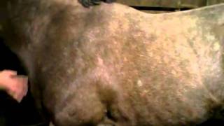 HYPP Seizure Attack Showing very mild Tremors on horse before major seizure [upl. by Glynias]