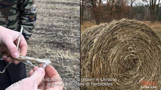 Hemp processing in Ukraine [upl. by Ynnus351]