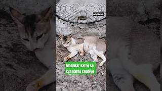 Machhar Katne Ke Baad Kya Karna Hai 🔥Funny Cat VideoBilliYouTubeShortsViralCute Market [upl. by Ldnek880]