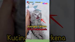 kucingmu terkena virus panleukopenia😭 kucinglucu kucingmeoong cat [upl. by Ogdon190]