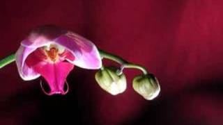 Orchid TIme Lapse 1 [upl. by Wenoa]