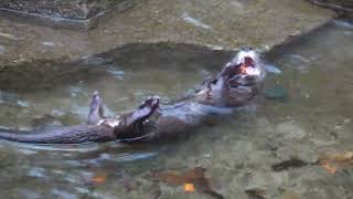 SpottedNecked Otters Explore And Dive For Snacks [upl. by Amik]