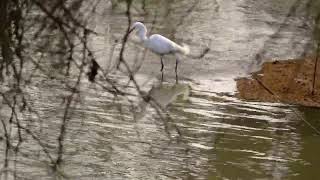 Snowy Egreat Stirring up Prey with Feet San Joaquin County 3624 [upl. by Schoof805]