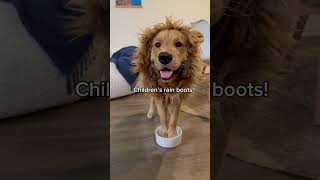 Dog allergies stink Epsom salt and warm weather helped heal his irritated paws Hope this helps [upl. by Neimad]