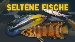 Unsere seltenen Fische Spritzsalmler Apistogramma Buschfische Badis und andere Raritäten [upl. by Ahsimet]