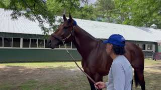 Watch Flightline at Belmont 86 ahead of Saturdays 1m G1 Metropolitan Handicap [upl. by Edmund]