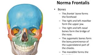 Norma Frontalis skull anatomy Ospe  Head and neck [upl. by Benildas]