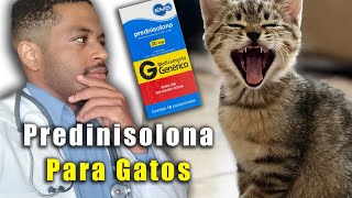 PREDNISOLONA para gatos dosagem INDICAÇOES E COLATERAIS [upl. by Keene]