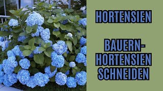 Hortensien schneiden  Bauern Hortensie schneiden [upl. by Lorri]