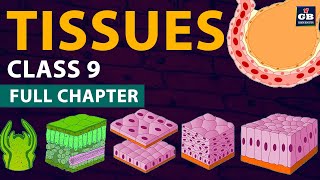 Tissues Class 9 Full chapter Animation  cbse class 9 Biology  chapter 6 NCERT  Gradebooster [upl. by Boyse]